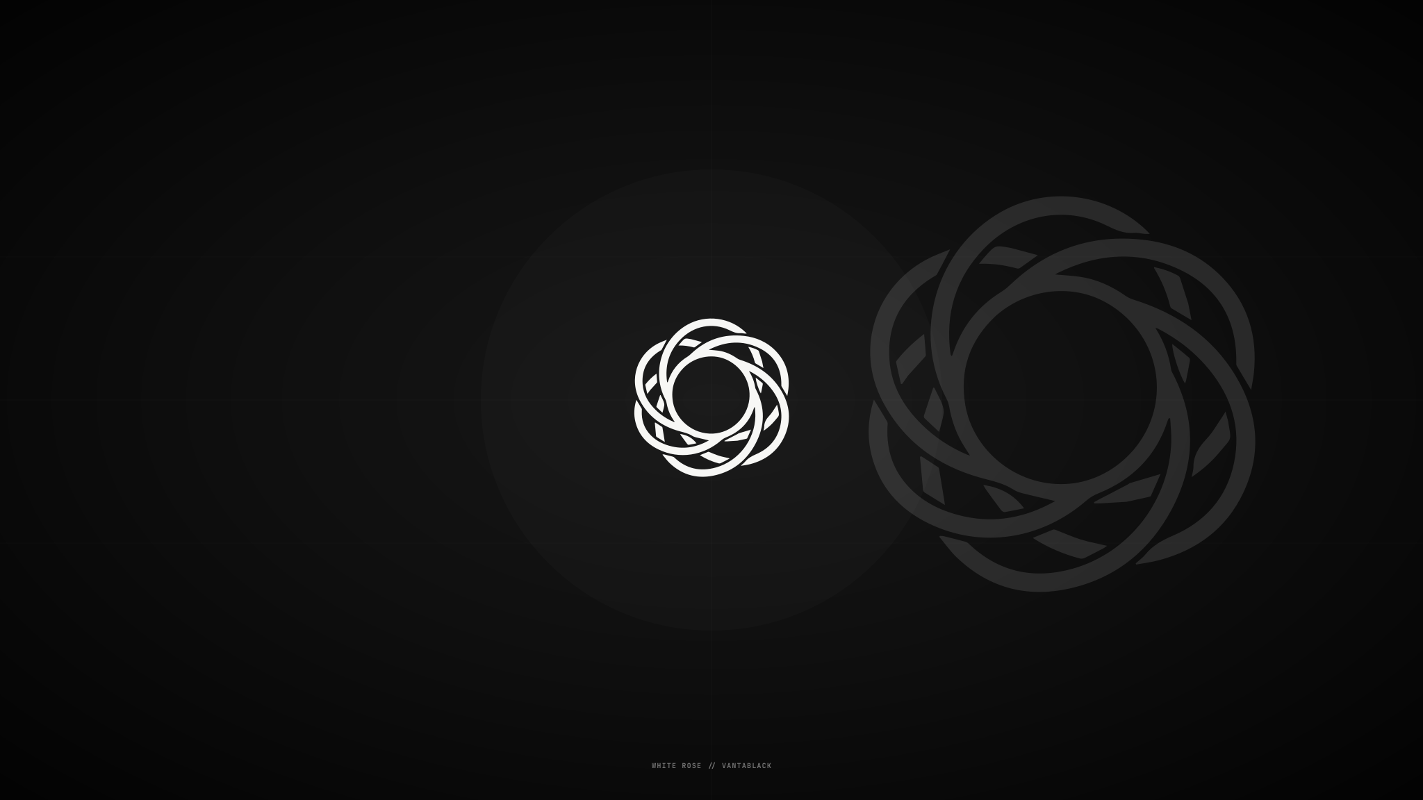 White Rose dark wallpaper preview